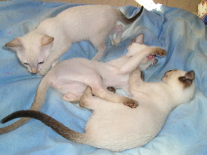 A-Litter 2005-07-17