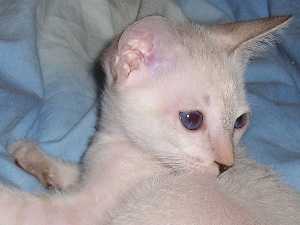 Jungkatze Amaryllis (2005)