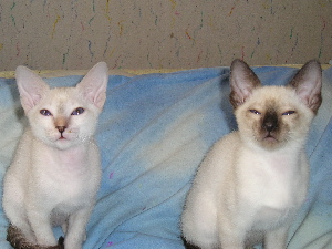 Amaryllis and Aramis 2005-07-17