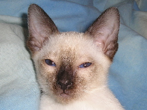 Aramis 2005-07-17