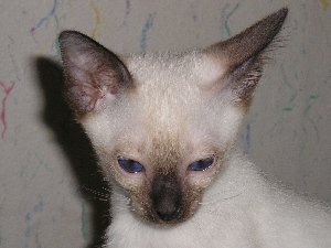 Aramis 2005-07-17
