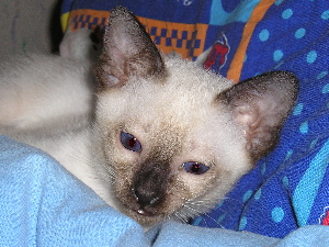 Aramis 2005-07-17