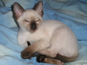Aramis 2005-07-17