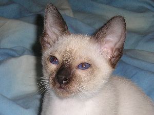 Aramis 2005-07-17
