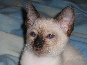 Aramis 2005-07-17