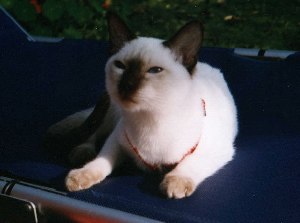 �D�nde est� mi amigo?