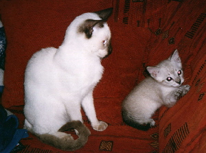 Asti tiene visita de sus hermanos peque�os....