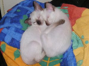 Asti and Bonita
