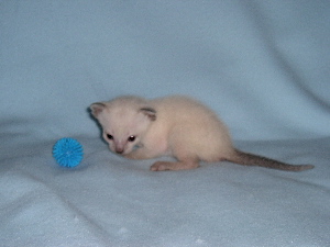 Aramis 2005-05-22