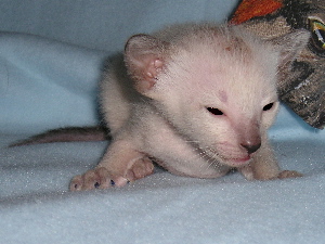 Bacardi 2005-05-22