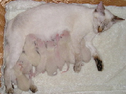Cleo con las camadas A y B