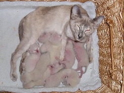 Ginny with A- and B- Litter