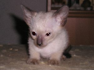 Bacardi 2005-06-16