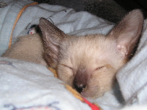 Bacardi 2005-06-18