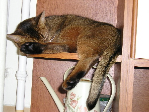 Baileys in Spring of 2005