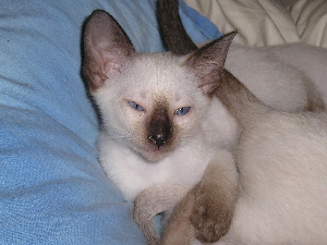 Bonita is still tired 2005-07-10