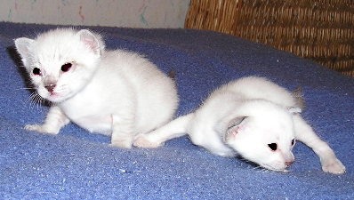 Crispin and Cari�o 2005-18-09