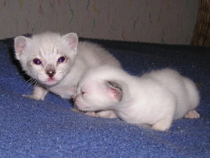 Crispin and Cari�o 2005-18-09