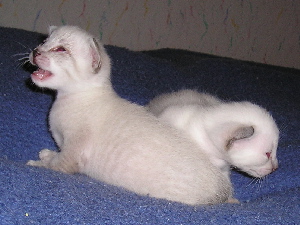 Crispin and Cari�o 2005-18-09