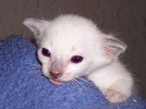 Cari�o 2005-18-09