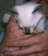 Cario