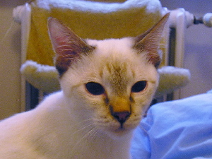 Cleo in winter 2004/2005