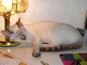 Cleo in march of 2005