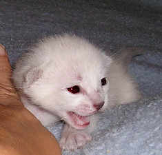 Crispin 2005-09-11