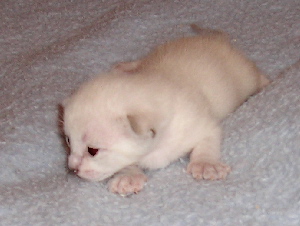 Crispin 2005-09-11