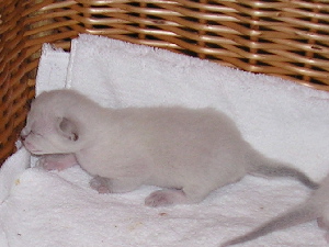 Crispin 2005-09-11