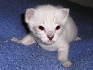 Crispin 2005-18-09