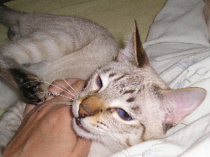 A Crispin le gusta mucho estar rascando.