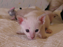 Daliah 07.07.06