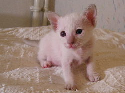 Daliah 07.07.06