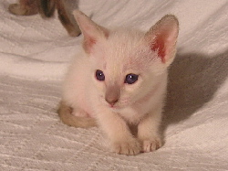 Daliah 17.07.2006