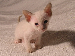 Daliah 17.07.2006