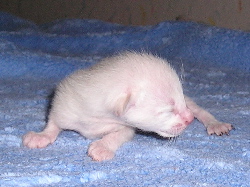 Darwin