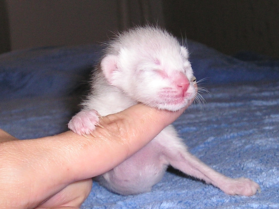 Darwin