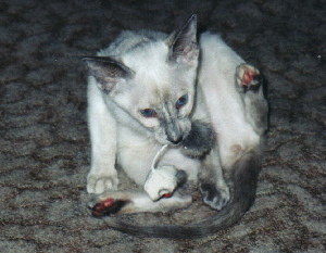 Ginny mayo de 2004