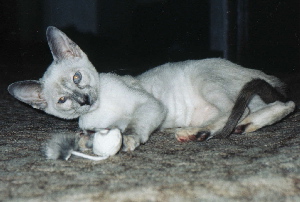 Ginny mayo de 2004