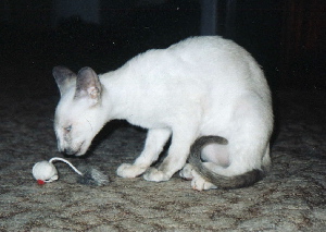 Ginny mayo de 2004