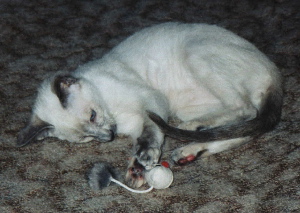 Ginny mayo de 2004