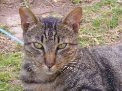 Julian