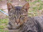 Julian