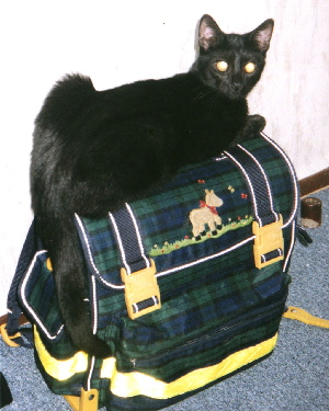 Merlin also wants to go to school. Autumn of 2003