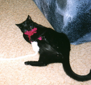 What nice thing did Bobby bring from the cat exhibition? Winter of 2003