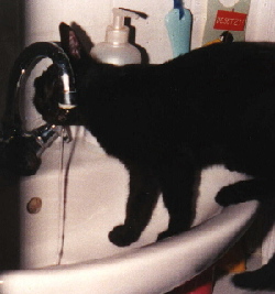 Water dishes are for looser! Spring of 2004