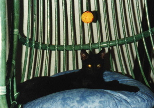 Favorite seat! (here Bobby does not dare to come!) Autumn of 2003
