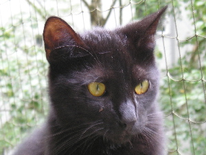 Merlin in june of 2004