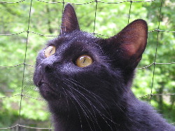 Merlin